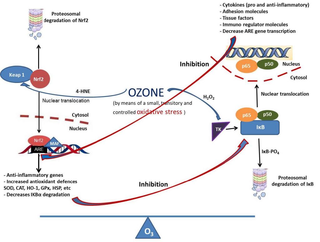 Therapeutic Effects of Ozone Therapy that Justifies its Use for the Treatment of COVID-19